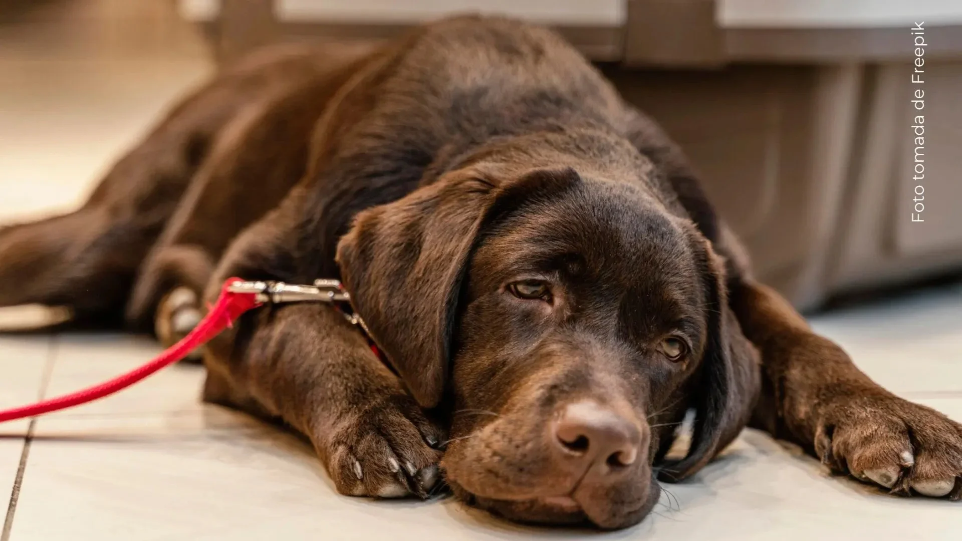 Conoce algunos de los mejores destinos para viajar con tu mascota en Colombia Conoce algunos de los mejores destinos para viajar con tu mascota en Colombia