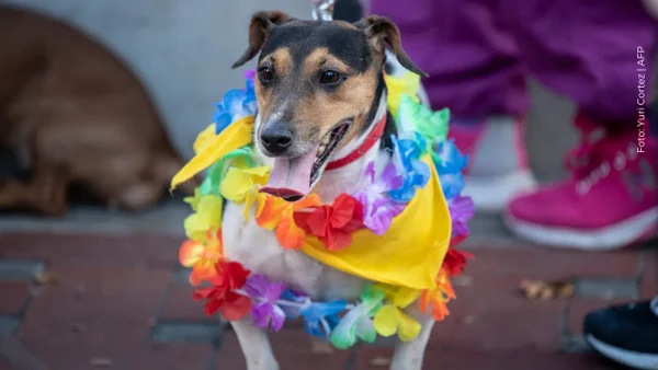 ¿Cuáles son los beneficios de adoptar una mascota? Descubre dónde hacerlo en Bogotá