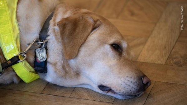 Perros: ¡Descubre técnicas para evitar la ansiedad cuando se quedan solos!