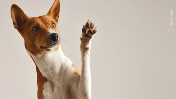 Ley Ángel en Colombia: ¿Cómo cambia el futuro de las mascotas en el país? Ley Ángel en Colombia: ¿Cómo cambia el futuro de las mascotas en el país?