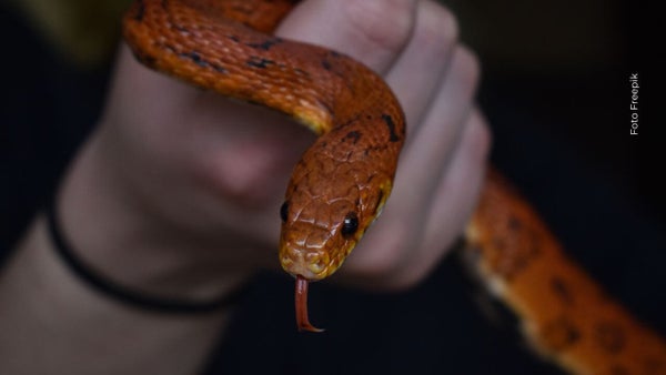 Video viral: mamá salva a sus hijas de serpiente venenosa en su propia casa Video viral: mamá salva a sus hijas de serpiente venenosa en su propia casa
