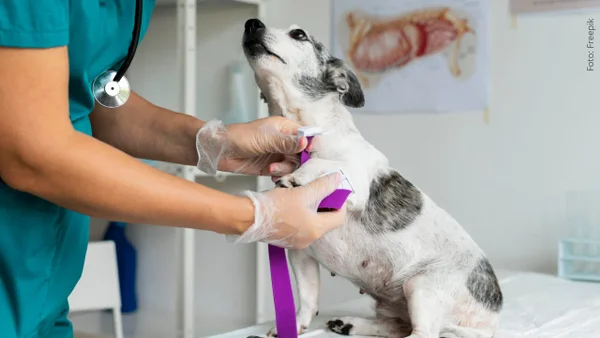 10 señales clave que indican que tu perro está en su última etapa de vida 10 señales clave que indican que tu perro está en su última etapa de vida
