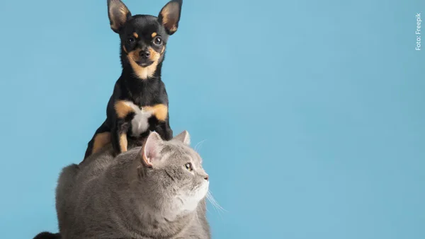 Cinco hábitos diarios que podrían estar afectando la salud de tu mascota | Video Cinco hábitos diarios que podrían estar afectando la salud de tu mascota | Video