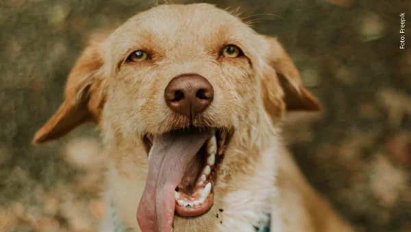 Las 10 razas de perros más cariñosas que te llenarán de amor y compañía Las 10 razas de perros más cariñosas que te llenarán de amor y compañía