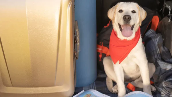 ¿Qué exige la nueva ley en Colombia para viajar con perros y gatos en avión? ¿Qué exige la nueva ley en Colombia para viajar con perros y gatos en avión?
