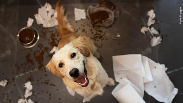 ¿Cuánto te puede costar no recoger las heces de tu perro en las calles de Bogotá? ¿Cuánto te puede costar no recoger las heces de tu perro en las calles de Bogotá?