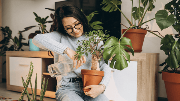 ¿Dónde es el lugar ideal para colocar tus plantas en casa? Aquí te contamos ¿Dónde es el lugar ideal para colocar tus plantas en casa? Aquí te contamos