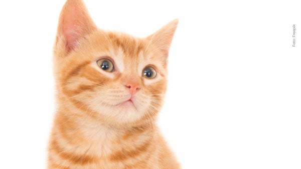 ¿Se ha preguntado por qué los gatos son color naranja? Misterio resuelto ¿Se ha preguntado por qué los gatos son color naranja? Misterio resuelto