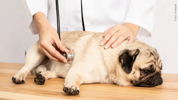 ¿Cómo saber si tu perro tiene un infarto? Síntomas clave y qué hacer para salvarlo