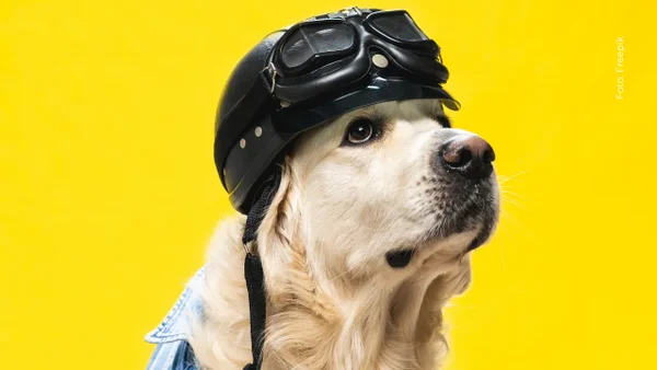 Hombre adecuó una caja de madera en su moto para viajar con su perro