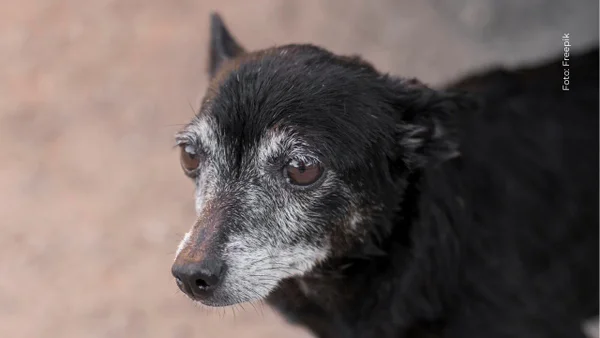 Pérdida de memoria en perros viejos: edad, síntomas y tratamiento