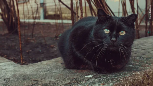 Viernes 13: ¿por qué es visto como un día de mala suerte y misterio?