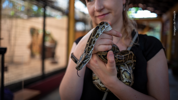 Cuidadora de reptiles se vuelve viral al cargar a decenas de serpientes bebés