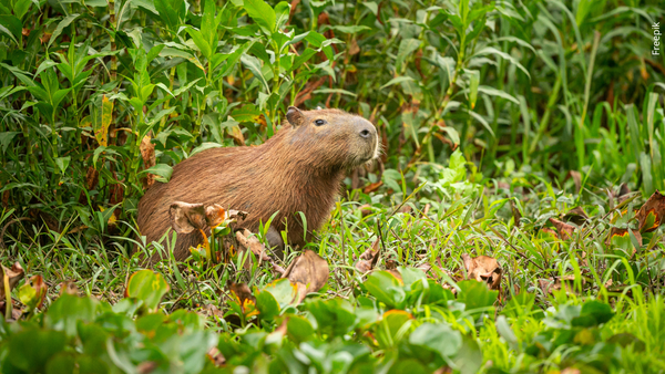 Google Colombia desata debate viral por llamar ‘capibara’ al tradicional chigüiro Google Colombia desata debate viral por llamar ‘capibara’ al tradicional chigüiro