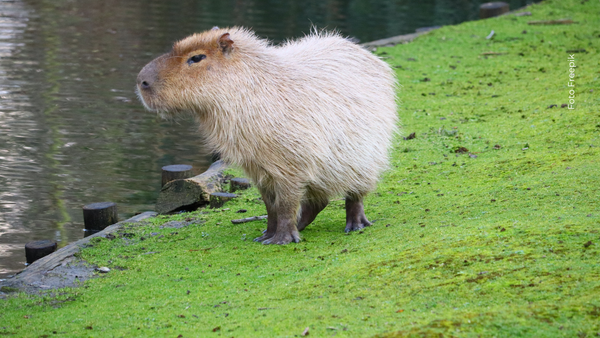 Capibara albino enternece las redes y se vuelve sensación en Sudamérica