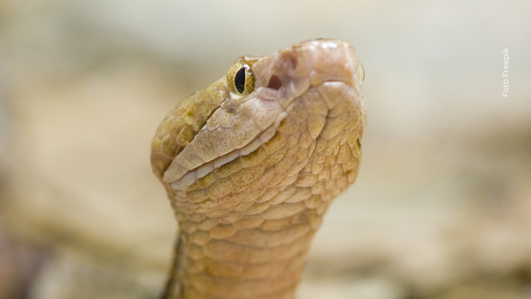 Hallan a un agricultor desaparecido dentro de una pitón de 8 metros Hallan a un agricultor desaparecido dentro de una pitón de 8 metros
