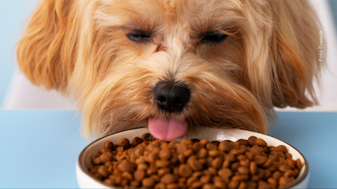 Aprende qué productos comunes pueden ser tóxicos para tu perro y cómo mantenerlo sano y feliz.