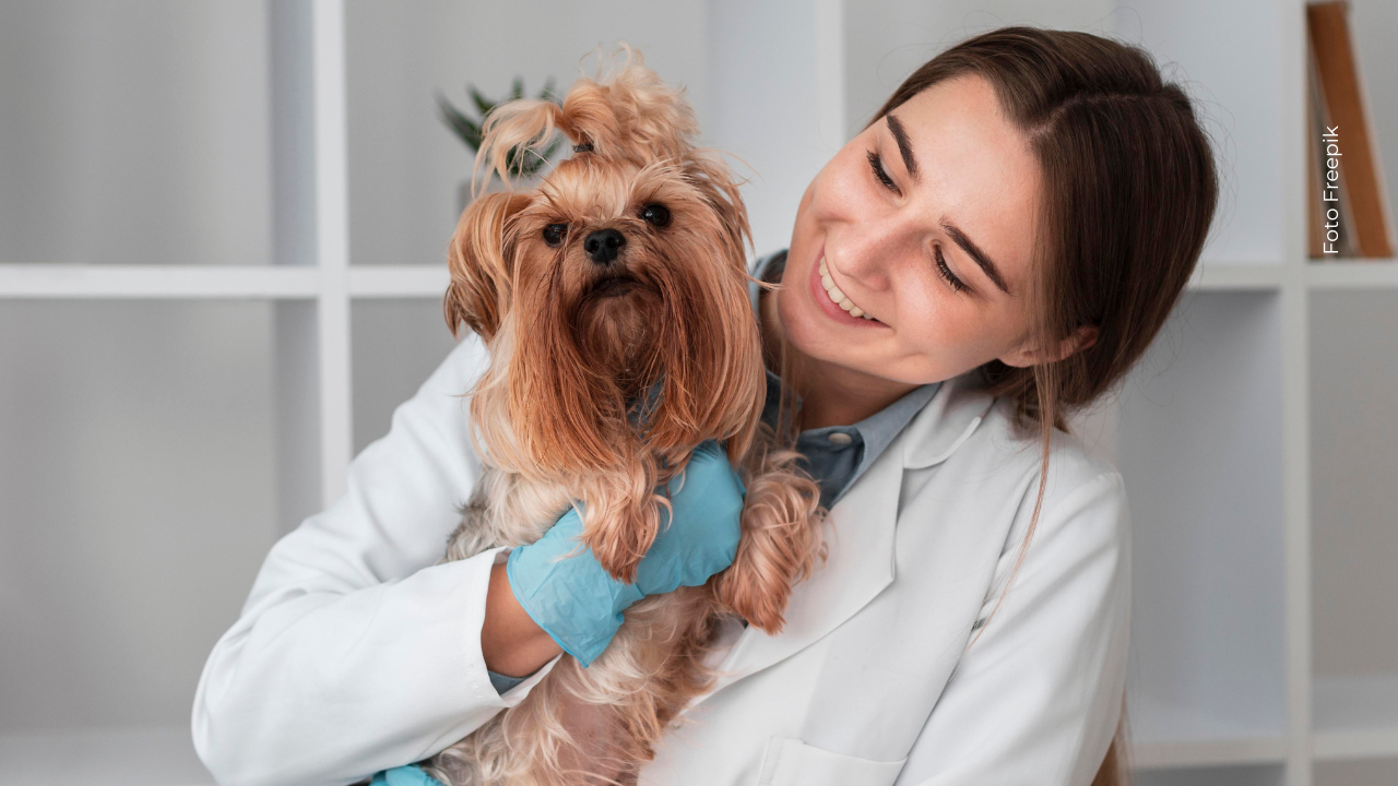 ¿Sabías que los huesos cocinados se astillan y pueden perforar el estómago o intestinos de tu perro? Evítalos siempre.
