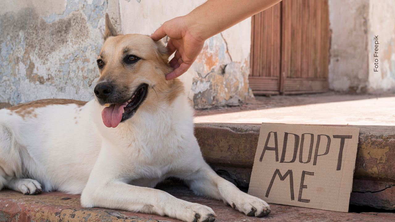 De la pantalla grande a nuevos hogares: gracias a Krypto, cientos de perros fueron adoptados. ¡El cine también puede ser un superpoder!