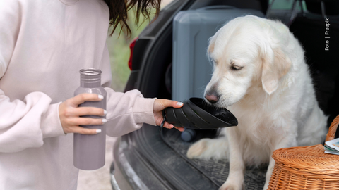Perro blanco recibe agua de un humano.