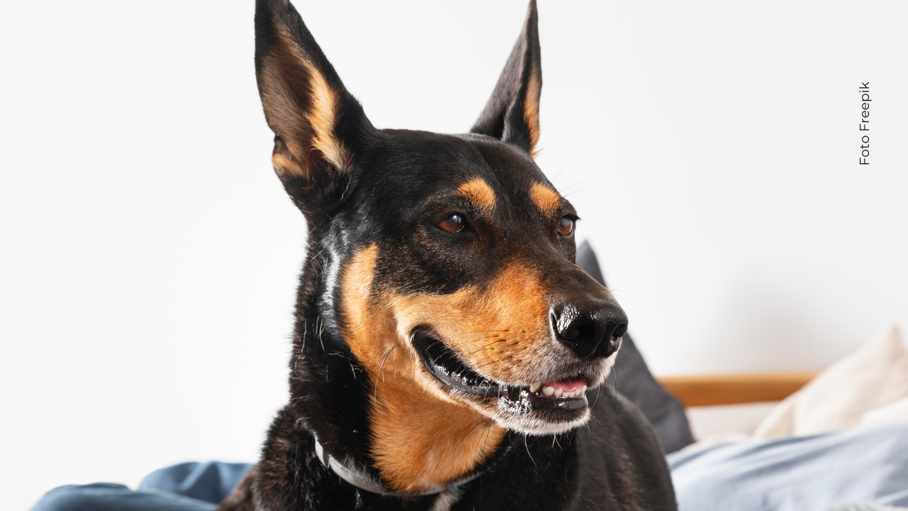 Se recomienda comenzar el entrenamiento entre las 7 y 8 semanas de vida, cuando el cachorro empieza a socializar y es más receptivo al aprendizaje básico.
