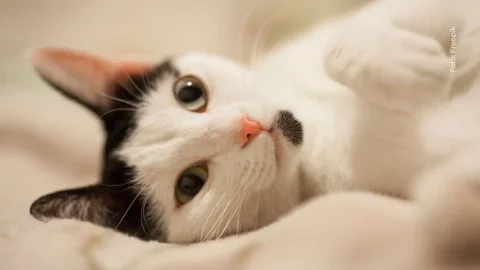 Datos sobre los gatos crepusculares