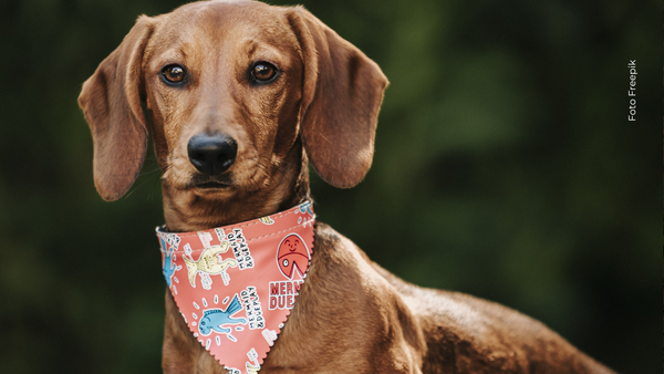 Jerry, el perro salchicha que rompió un Récord Guinness sin entrenamiento