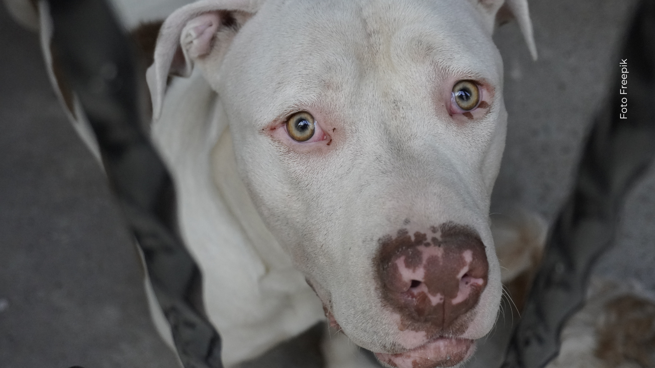 Nataly Umaña usa su historia para promover la adopción y el cuidado responsable de los animales.