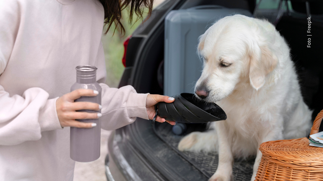 Una mujer le ofrece comida a un perro.