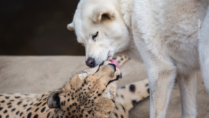 la historia real de una guepardo y su inseparable amiga perruna. El guepardo es el felino más veloz del mundo, pero enfrenta un futuro incierto con solo 6.500 ejemplares en libertad.