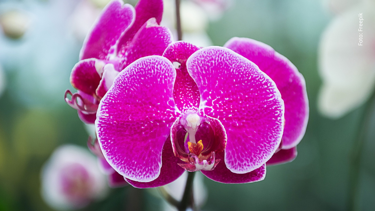 Orquídea