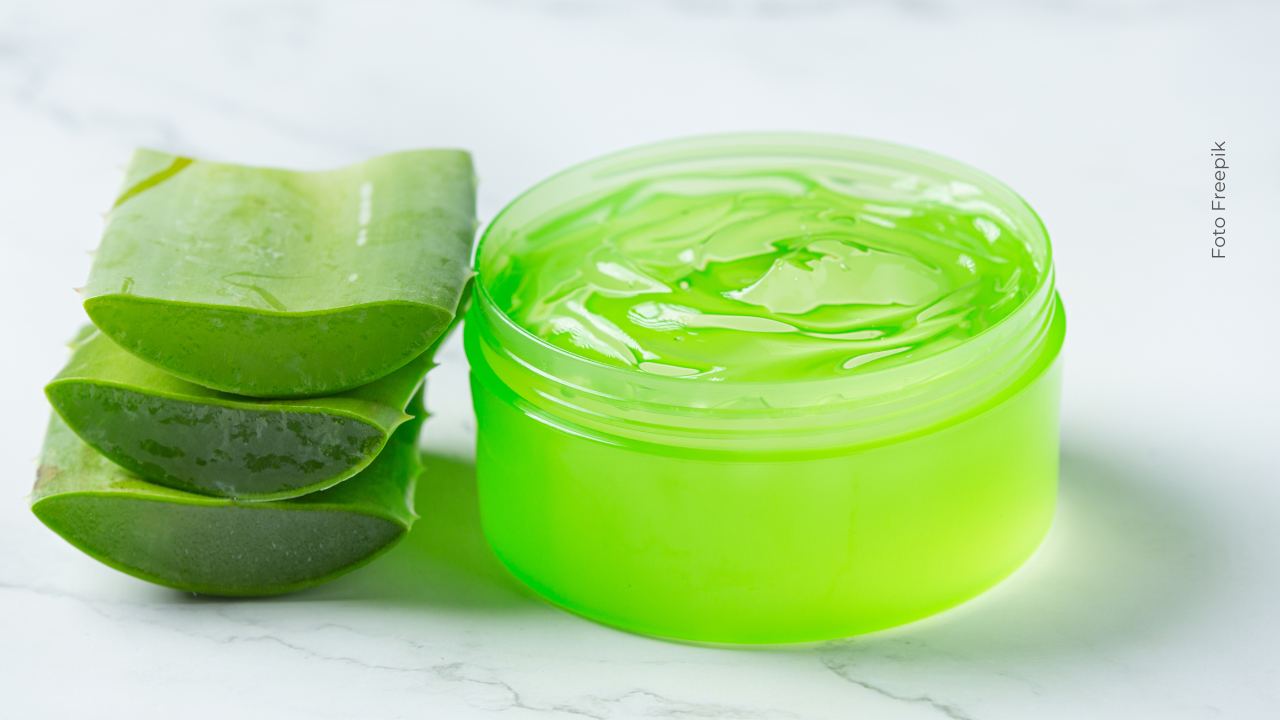 Aloe vera, sábila