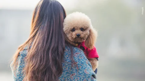 Colombia propone cédula digital para mascotas con enfoque social