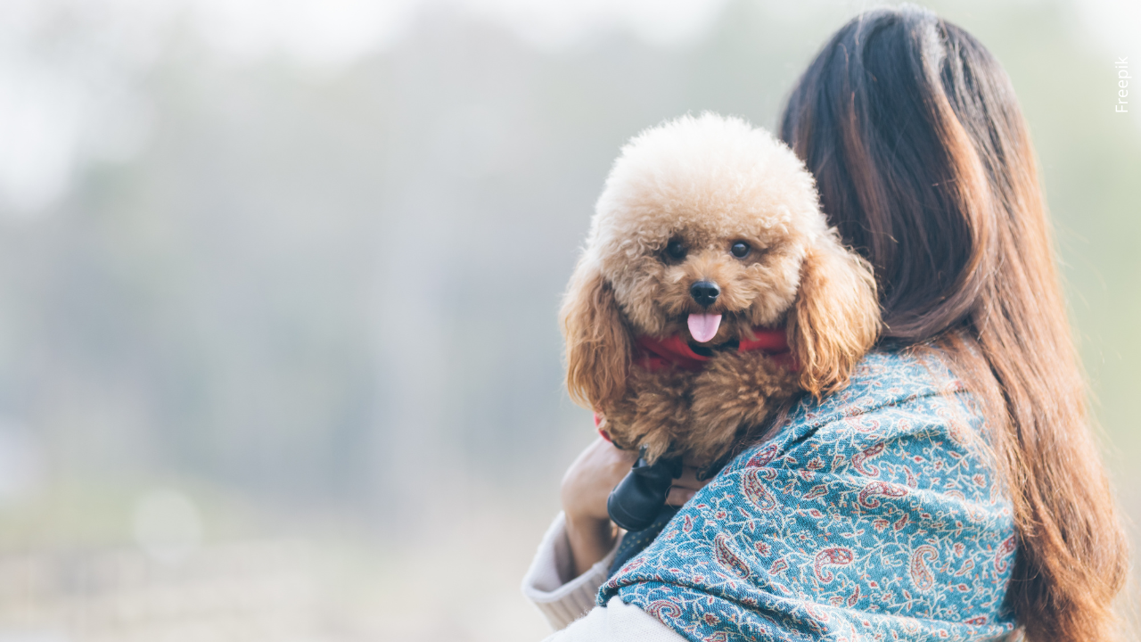 Colombia propone cédula digital para mascotas con enfoque social