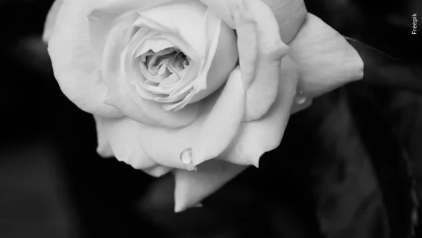 ¿Quién era Juan Carlos Ramírez, actor de La Rosa de Guadalupe que perdió la vida? ¿Quién era Juan Carlos Ramírez, actor de La Rosa de Guadalupe que perdió la vida?