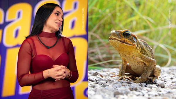 Andrea Valdiri corre bajo la lluvia para atrapar un sapo que interrumpió su baile con Adhara Andrea Valdiri corre bajo la lluvia para atrapar un sapo que interrumpió su baile con Adhara