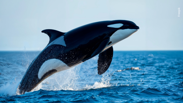 ¿Jessica Radcliffe murió tras ser atacada por una orca en un espectáculo marino? ¿Jessica Radcliffe murió tras ser atacada por una orca en un espectáculo marino?