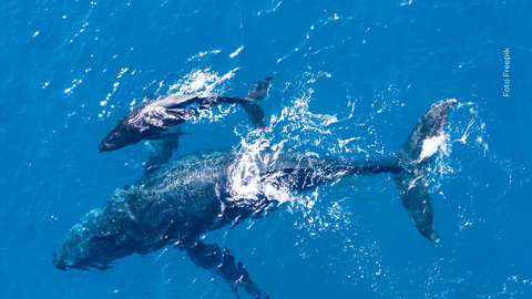 Científicos registraron 200 interacciones entre ballenas y delfines en 17 países.