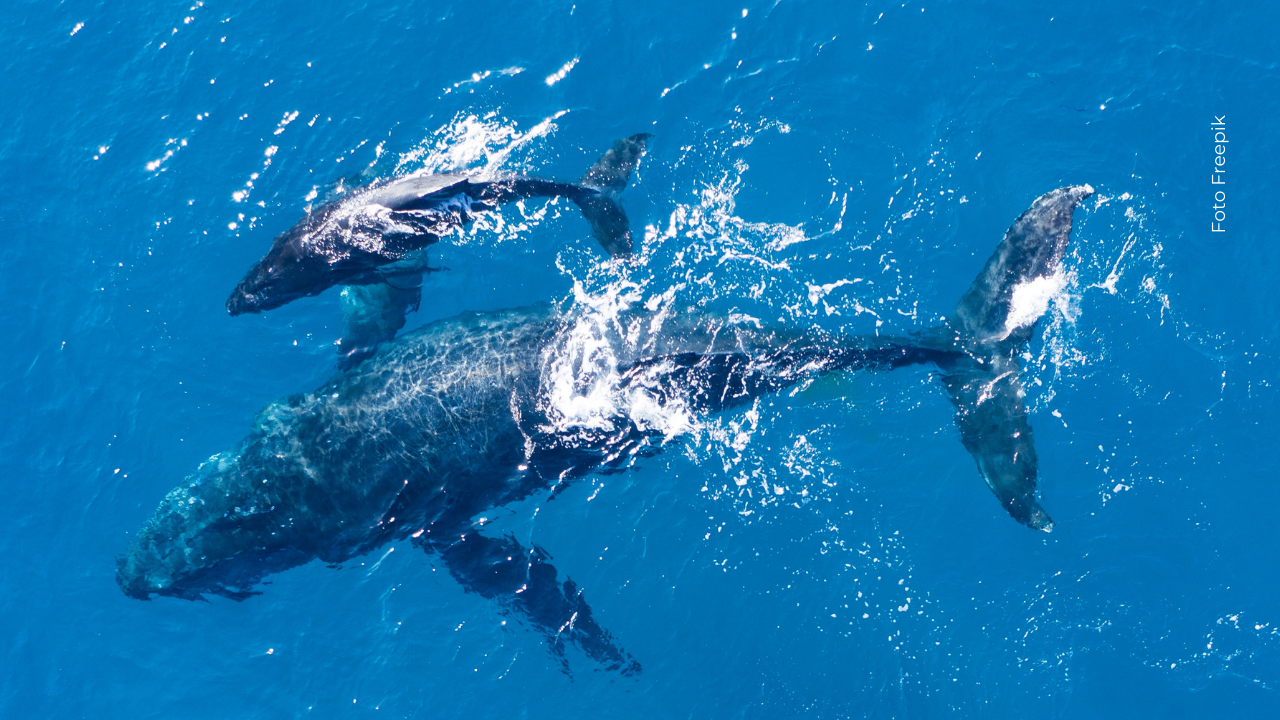 Científicos registraron 200 interacciones entre ballenas y delfines en 17 países.