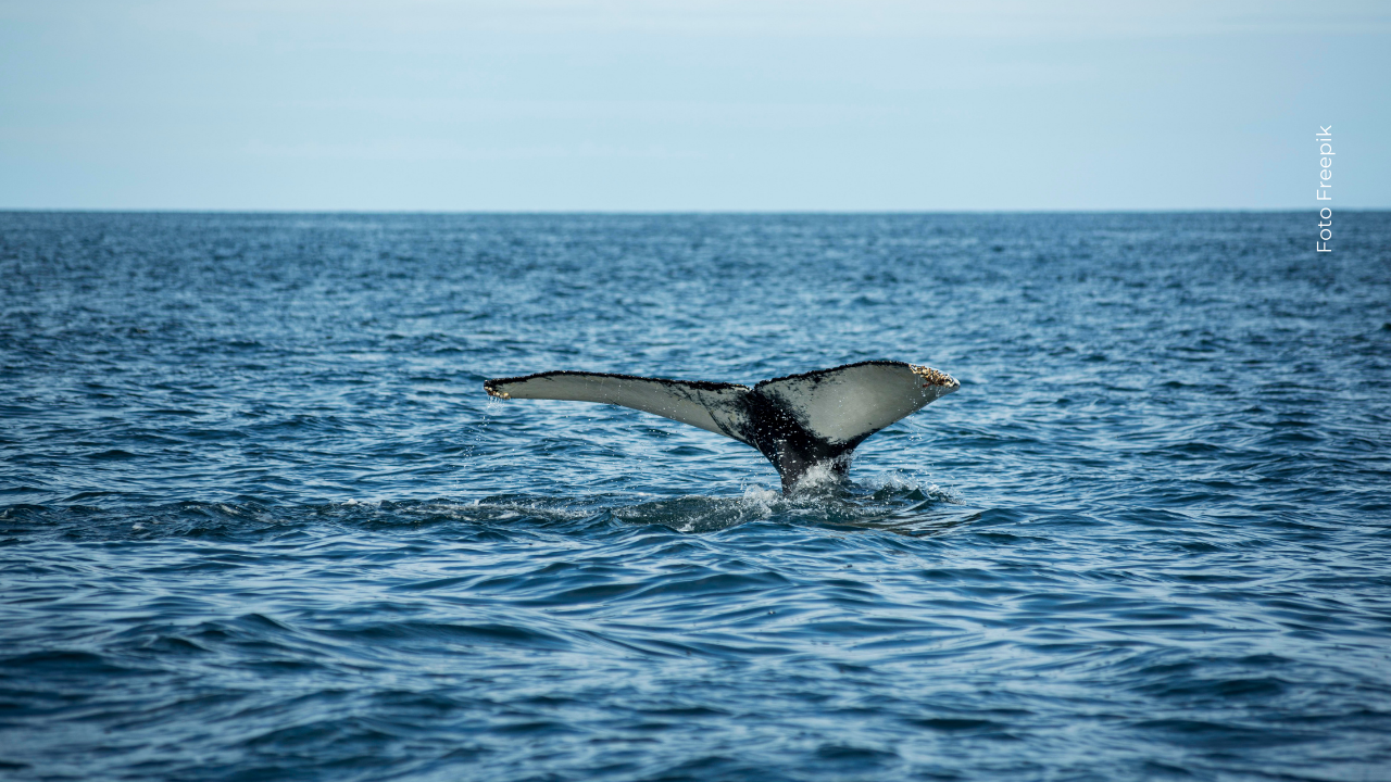 Los delfines suelen iniciar el contacto, nadando junto a la cabeza de las ballenas.