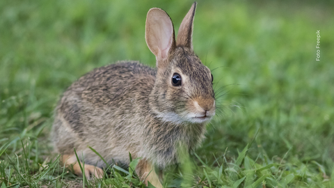 Este virus inspiró el mito del “jackalope”, un conejo con astas de antílope.