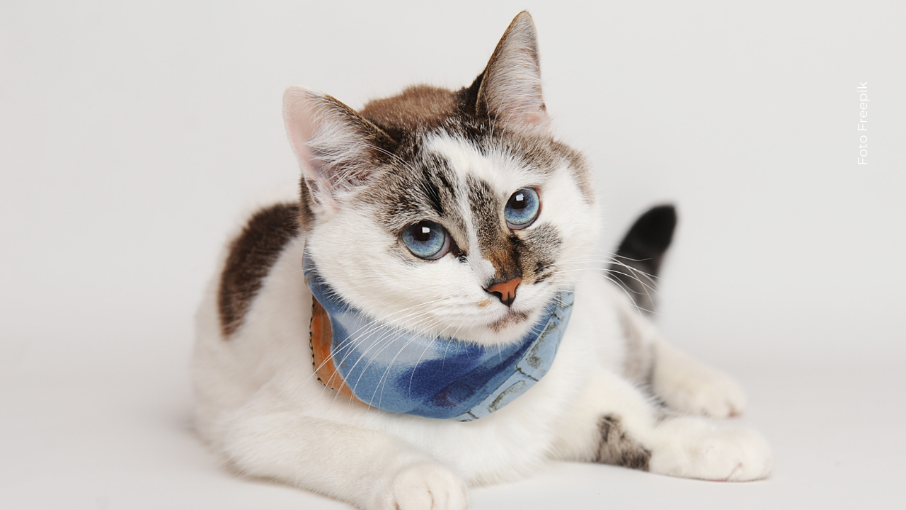 Óscar, el gato británico que recibió las primeras patas biónicas del mundo.