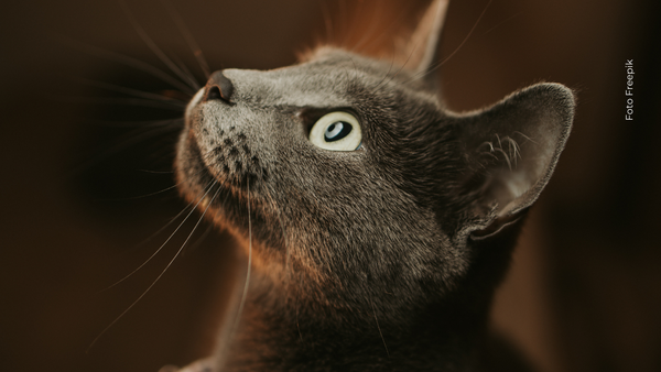 Muere Óscar, el gato con patas biónicas que revolucionó la veterinaria