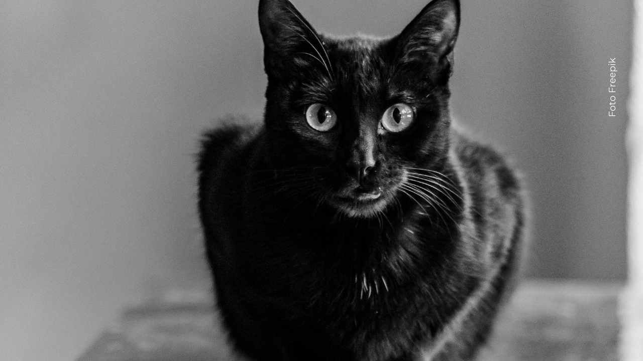 El felino tras su innovadora cirugía, que duró más de tres horas en 2009.