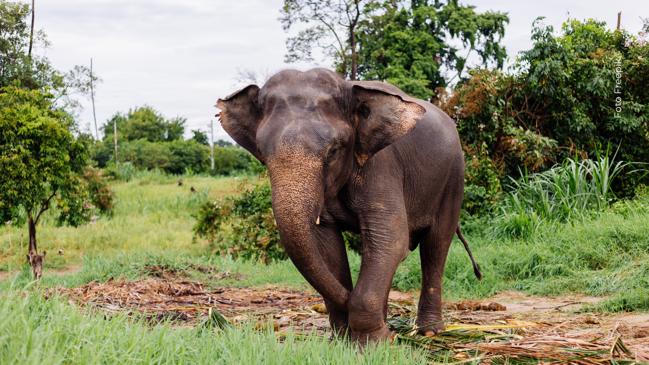 En Malasia, un elefante pigmeo logró escapar del ataque de un cocodrilo gigante.