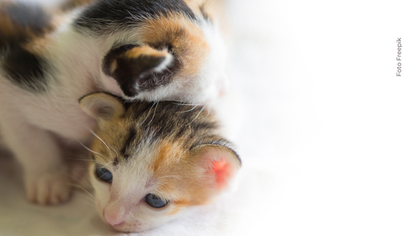 El emotivo adiós de dos gatos a su compañero fallecido que conmovió a todo TikTok