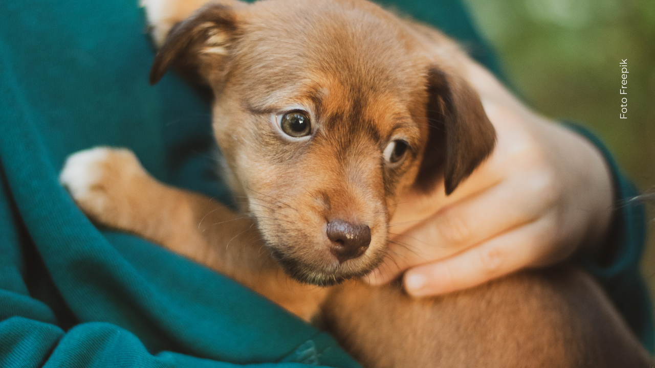 La historia de Barbas inspira: de la crueldad a una vida llena de afecto y segundas oportunidades.