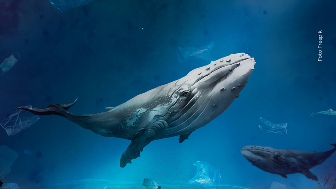 Desde las profundidades del océano, estos gigantes marinos guardan secretos que podrían revolucionar la medicina. Desde las profundidades del océano, estos gigantes marinos guardan secretos que podrían revolucionar la medicina.