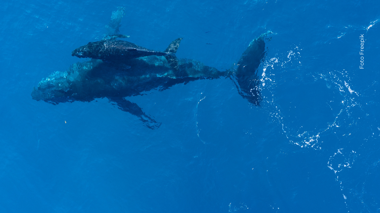 Estas ballenas pueden aguantar horas sin oxígeno y ahora son el foco de investigaciones que buscan salvar vidas humanas.