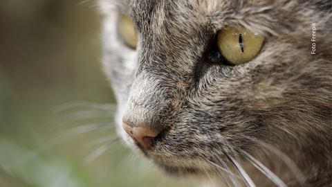El gato quimera viral tiene pelaje dividido en dos colores perfectamente definidos.